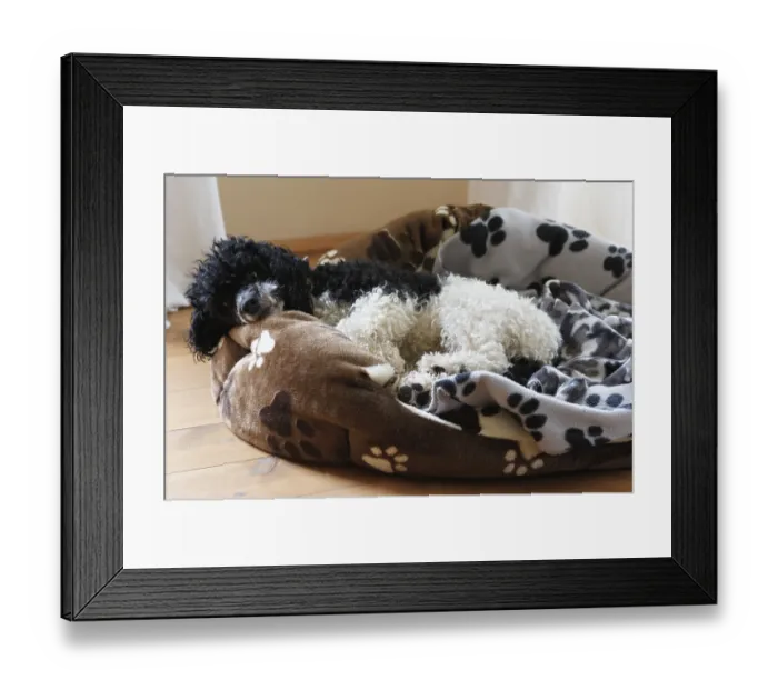 Framed Print : Harlequin poodle, Oberuckersee, Germany, Europe