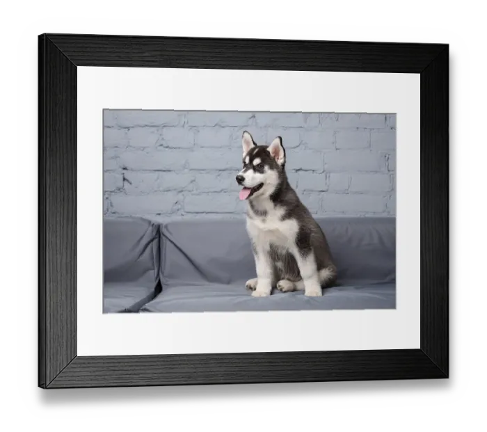 Framed Print : Funny active dog husky puppy black and white Framed Print : Funny active dog husky puppy black and white