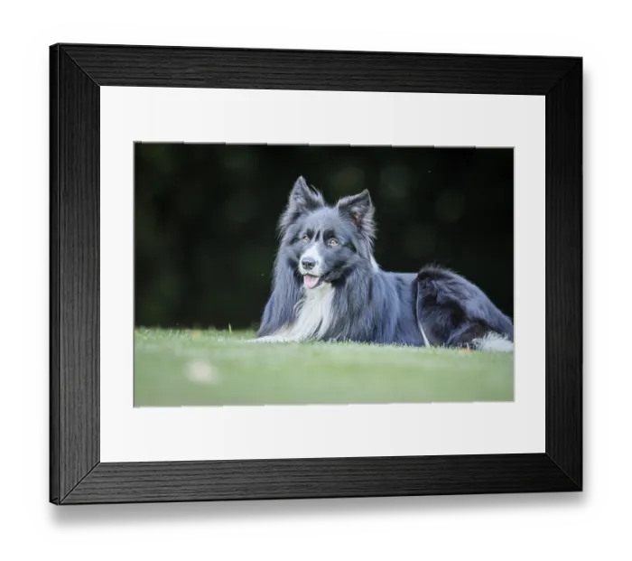Framed Print : Black and white Border Collie laying in the grass