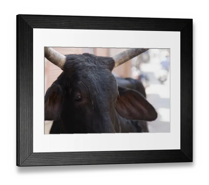 Framed Print : Portrait of Indian sacred cow close-up