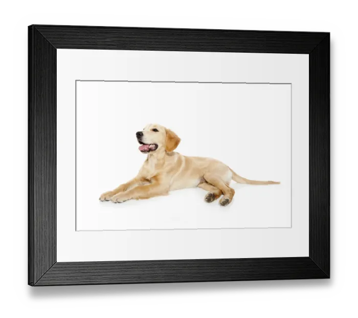 Framed Print : Golden retriever dog puppy isolated on white background Framed Print : Golden retriever dog puppy isolated on white background