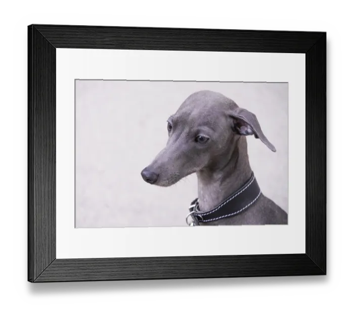 Framed Print : Portrait of grey Italian greyhound dog, copy space Framed Print : Portrait of grey Italian greyhound dog, copy space