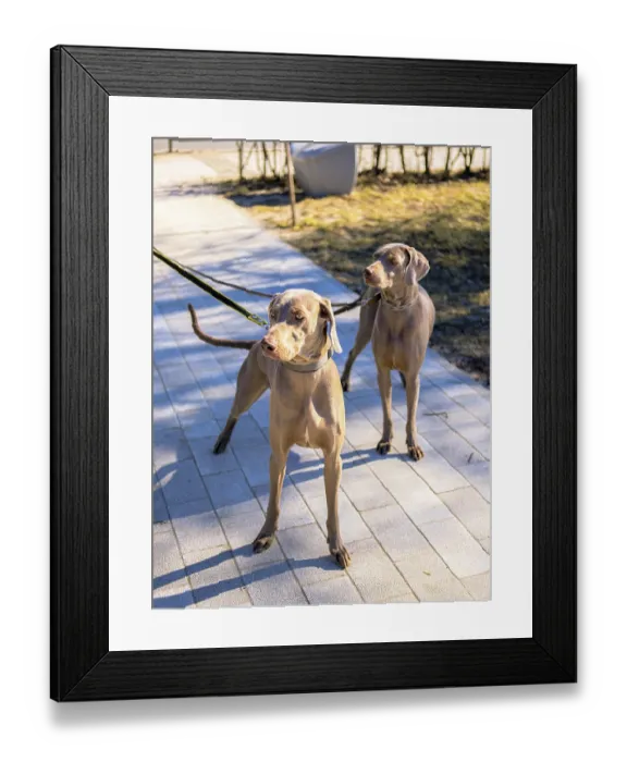Framed Print : Two short-haired sport dogs - Hungarian Vizsla