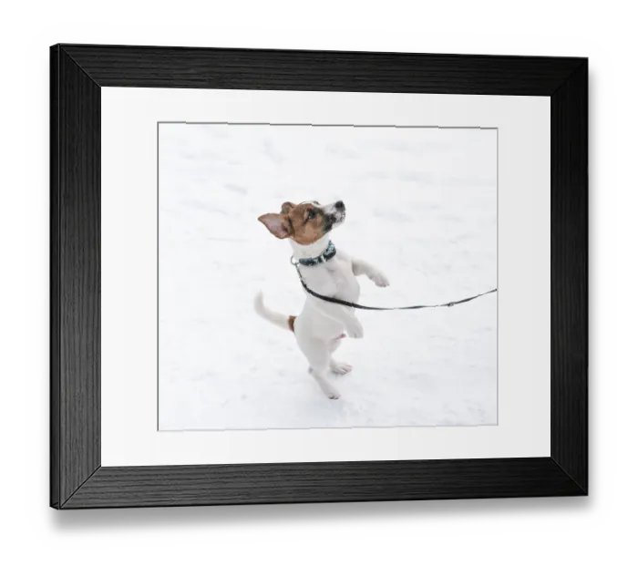 Framed Print : Jack Russell Terrier puppy standing on hind legs Framed Print : Jack Russell Terrier puppy standing on hind legs
