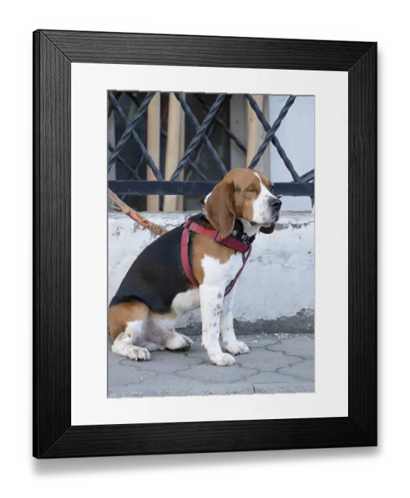 Framed Print : A one-eyed beagle on a leash sits on the asphalt and waits for its owner
