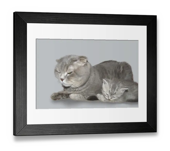 Framed Print : An adult Scottish Fold cat and a small Scottish Straight kitten lie side by side on the table