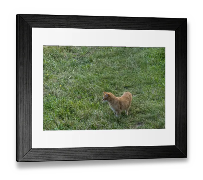 Framed Print : Golden-brown cat lurking in the meadow