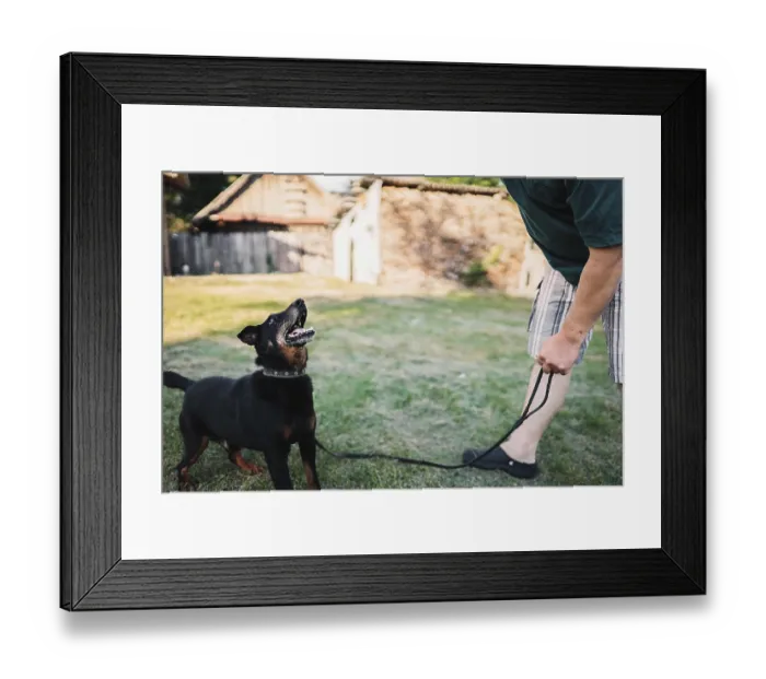 Framed Print : Dog on a leash looking playfully at its owner on grass Framed Print : Dog on a leash looking playfully at its owner on grass