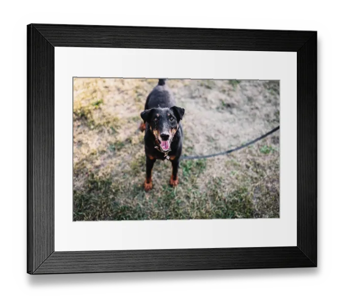 Framed Print : A happy black dog on a leash standing on a grassy area