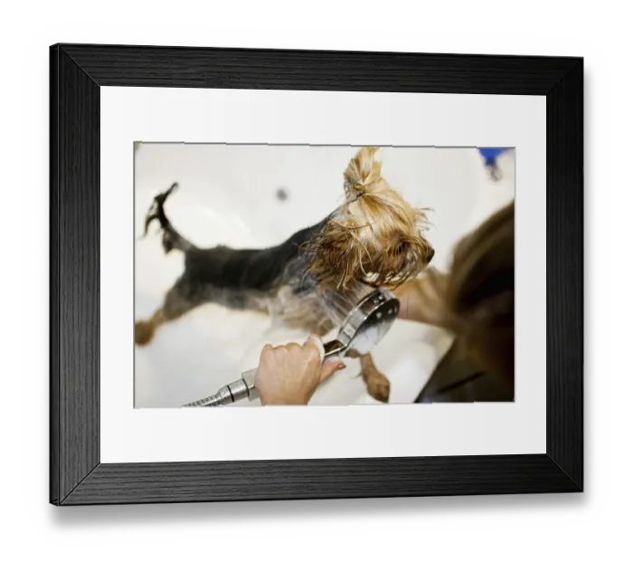 Framed Print : Small dog getting rinsed with a handheld showerhead during a bath
