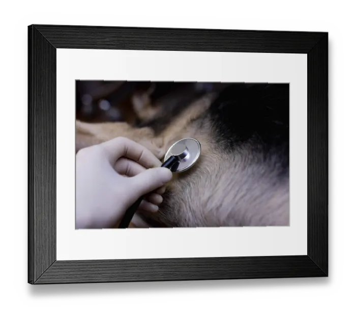 Framed Print : Close-up of a veterinarian using a stethoscope on a dog's fur during a health check Close-up of a veterinarian