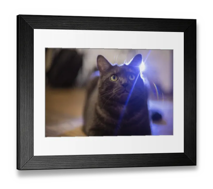 Framed Print : A cat with intrigued look, illuminated by light reflections Framed Print : A cat with intrigued look, illuminated by light reflections