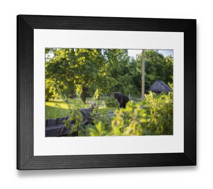 Framed Print : Cats in a vibrant garden, interacting amid green foliage