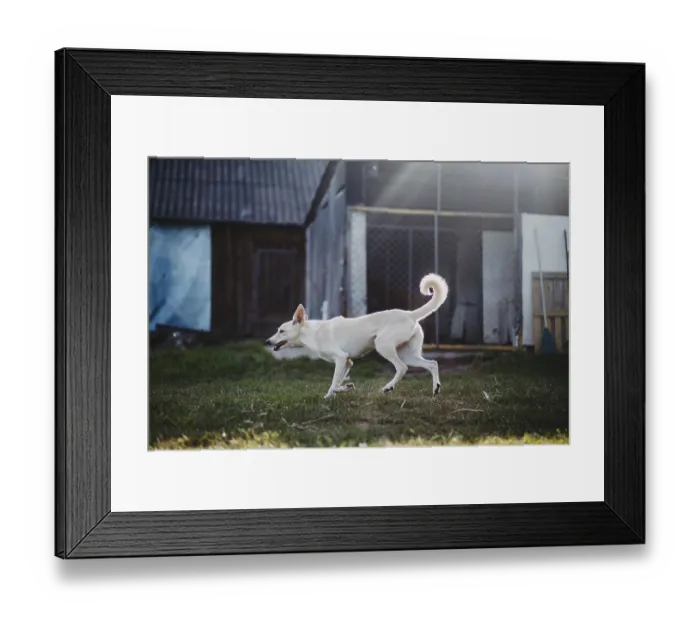 Framed Print : White dog in motion on grass with sun rays outdoors near a fenced area