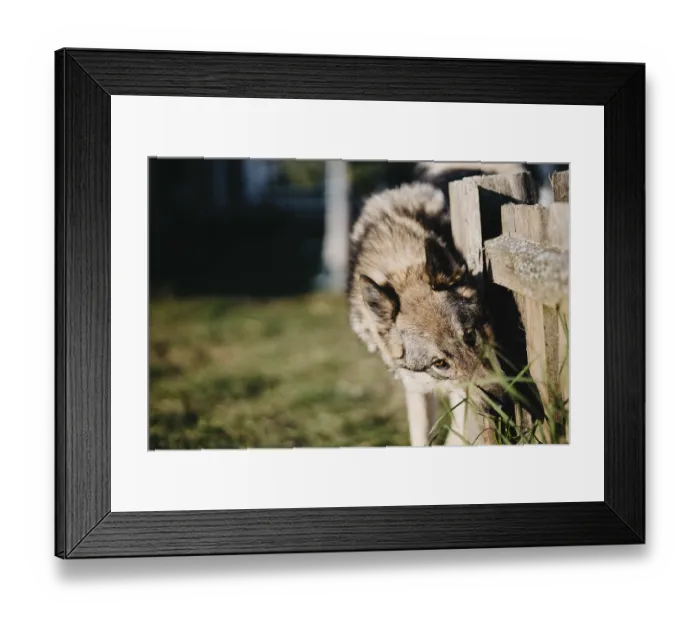 Framed Print : A close-up of a dog investigating near a fence