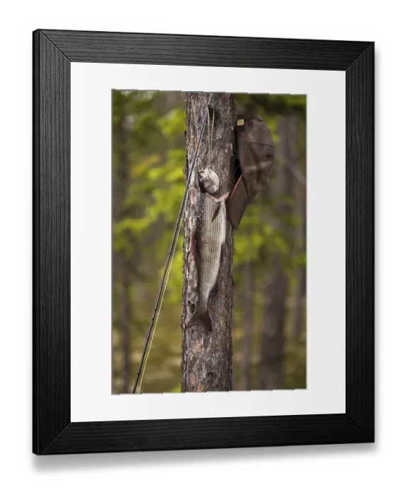 Framed Print : Fly rod, grayling and cap on a tree
