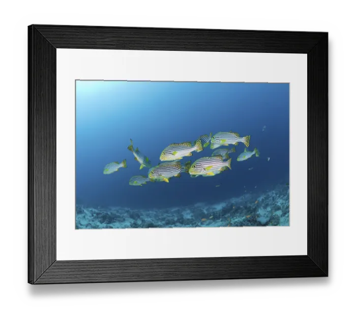 Framed Print : Oriental sweetlips, Plectorhinchus orientalis