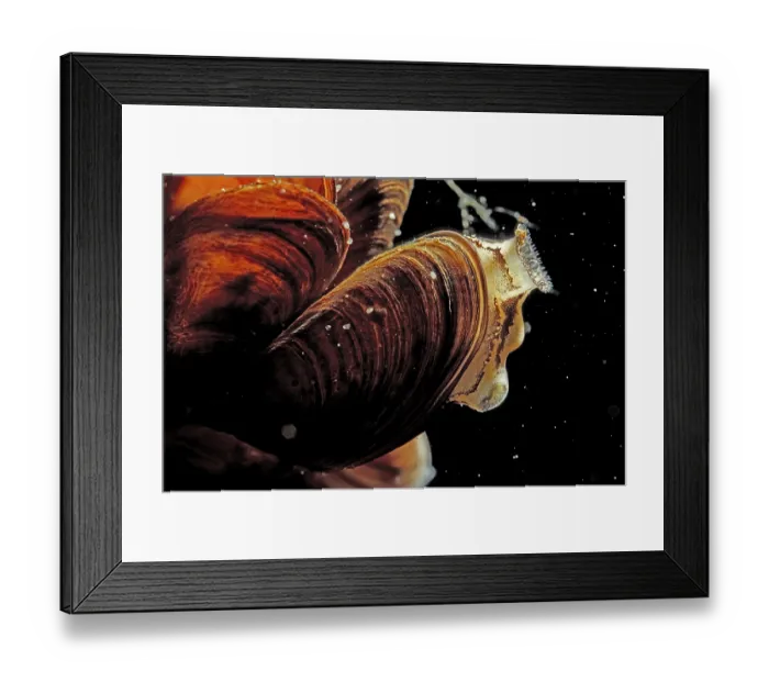 Framed Print : Dreissena polymorpha, Dreissena polymorpha Framed Print : Dreissena polymorpha, Dreissena polymorpha