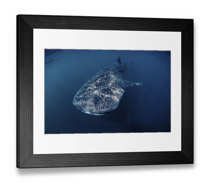 Framed Print : Whale shark, Rhincodon thypus, Djibouti