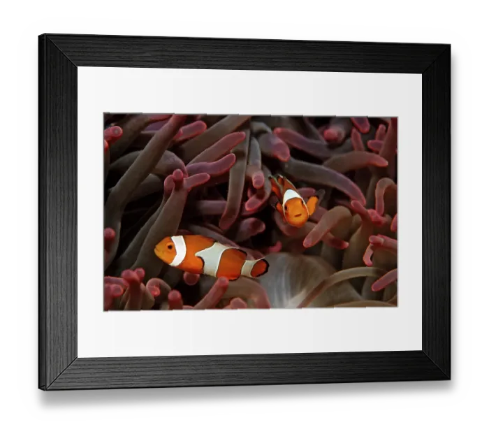 Framed Print : Two orange skunk clownfish, Amphiprion ocellaris
