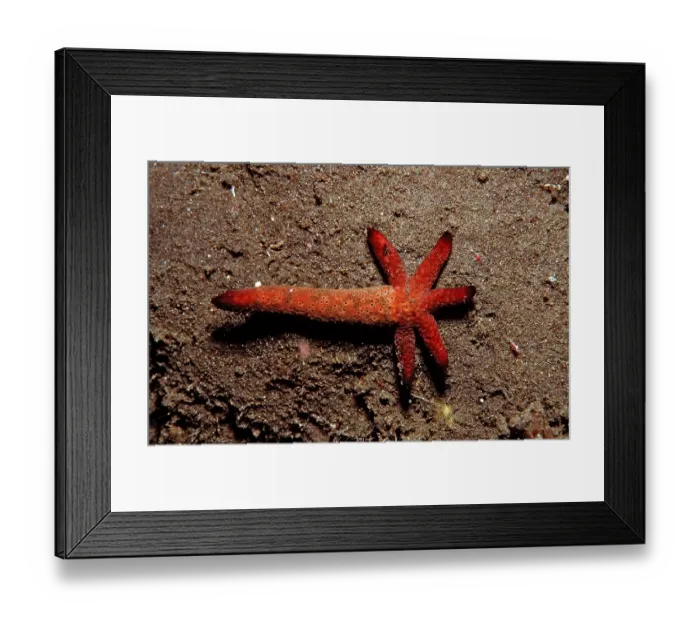 Framed Print : Regenerated starfish, Asteroidea