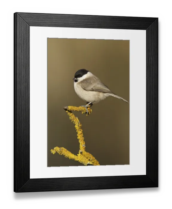 Framed Print : Marsh Tit (Poecile palustris), Rhineland-Palatinate Framed Print : Marsh Tit (Poecile palustris), Rhineland-Palatinate