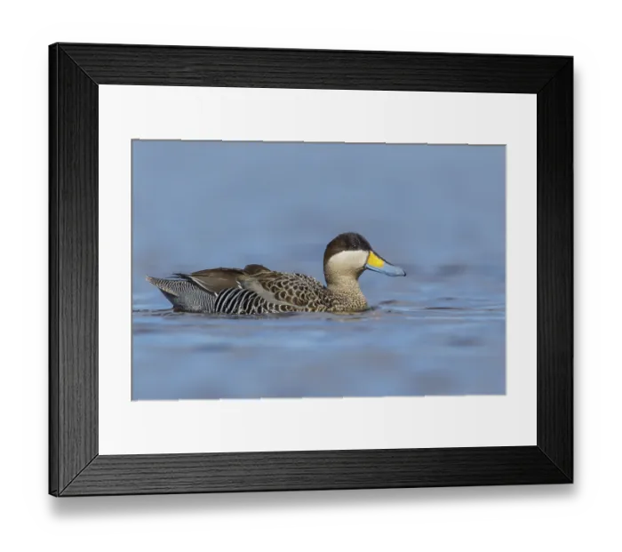 Framed Print : Silver Teal (Anas versicolor) swimming on a small pond in the Falkland Islands