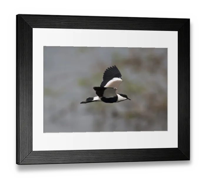 Framed Print : Spur-winged Lapwing (Vanellus spinosus) flying Framed Print : Spur-winged Lapwing (Vanellus spinosus) flying