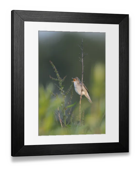 Framed Print : Marsh Warbler (Acrocephalus palustris) male singing Framed Print : Marsh Warbler (Acrocephalus palustris) male singing