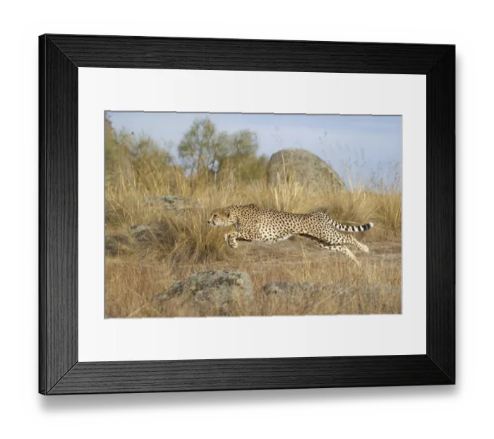 Framed Print : Cheetah (Acinonyx jubatus) male jumping Framed Print : Cheetah (Acinonyx jubatus) male jumping