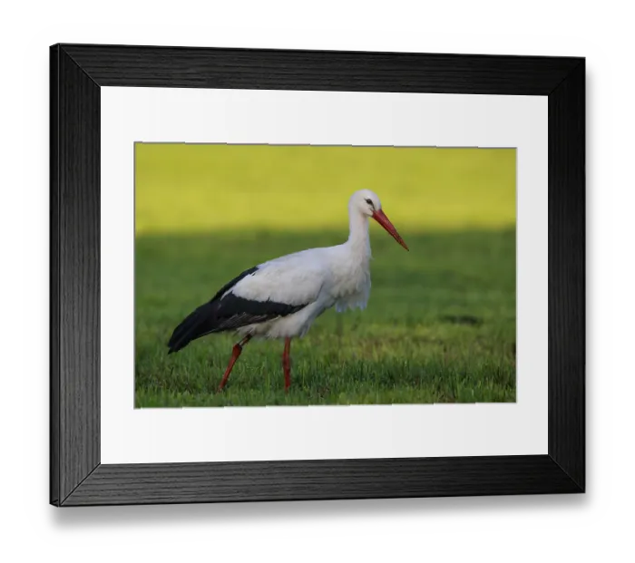 Framed Print : White Stork (Ciconia ciconia) female foraging Framed Print : White Stork (Ciconia ciconia) female foraging