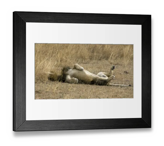 Framed Print : African Lion (Panthera leo) male resting after copulation