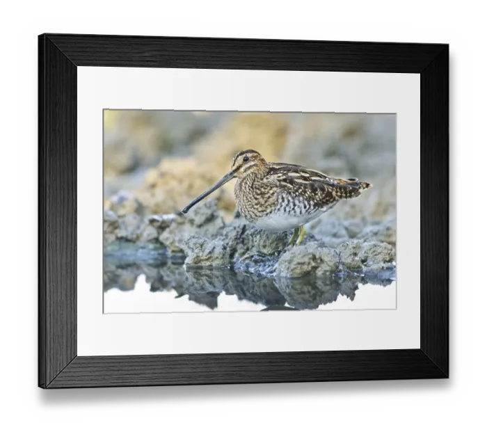 Framed Print : Common Snipe (Gallinago gallinago) foraging