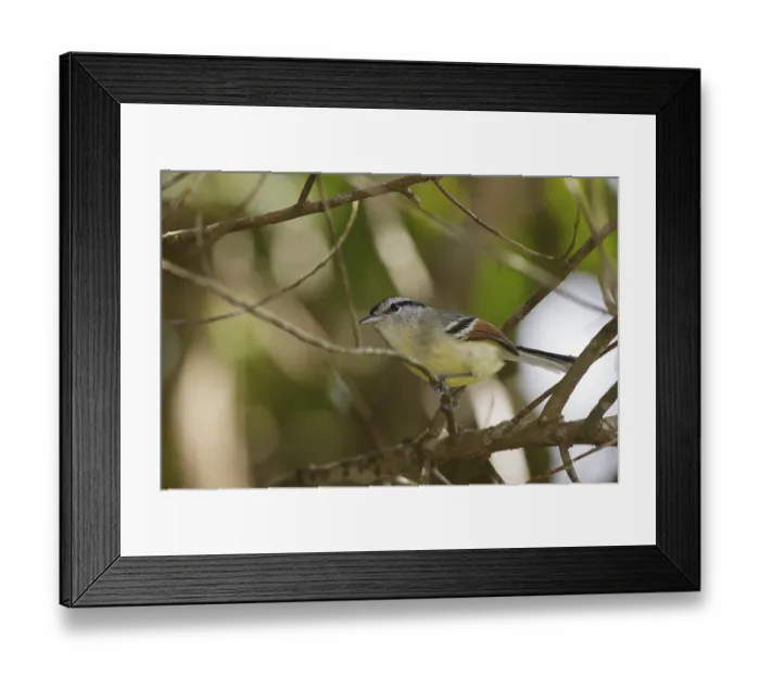 Framed Print : Rufous-winged Antwren (Herpsilochmus rufimarginatus) male perched on a branch Framed Print : Rufous-winged Antwren (Herpsilochmus rufimarginatus) male perched on a branch