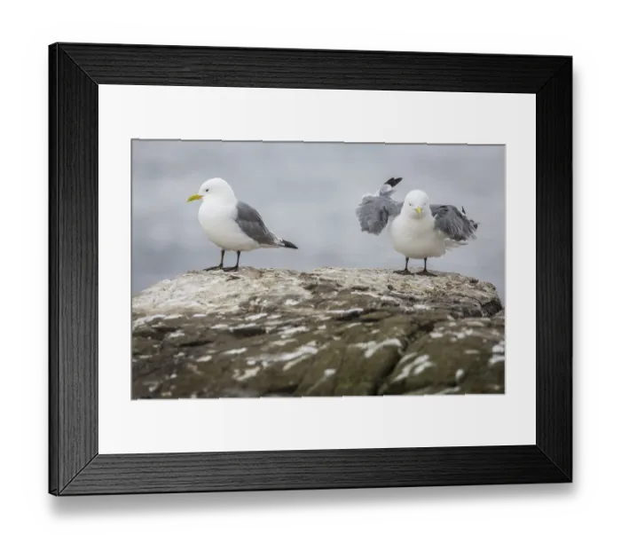 Framed Print : Black-Legged Kittiwake (Rissa tridactyla) Framed Print : Black-Legged Kittiwake (Rissa tridactyla)
