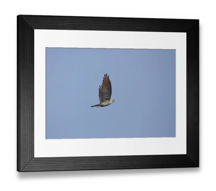 Framed Print : Plumbeous Kite (Ictinia plumbea) flying