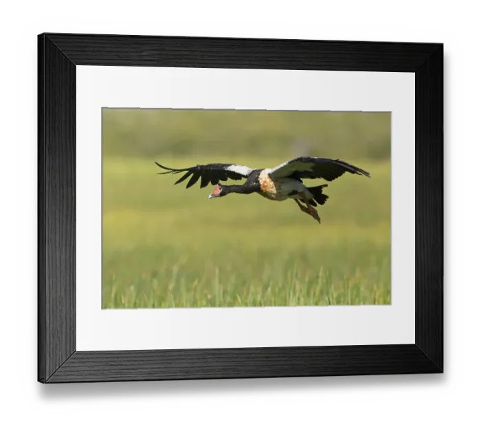Framed Print : Magpie Goose (Anseranas semipalmata) flying Framed Print : Magpie Goose (Anseranas semipalmata) flying