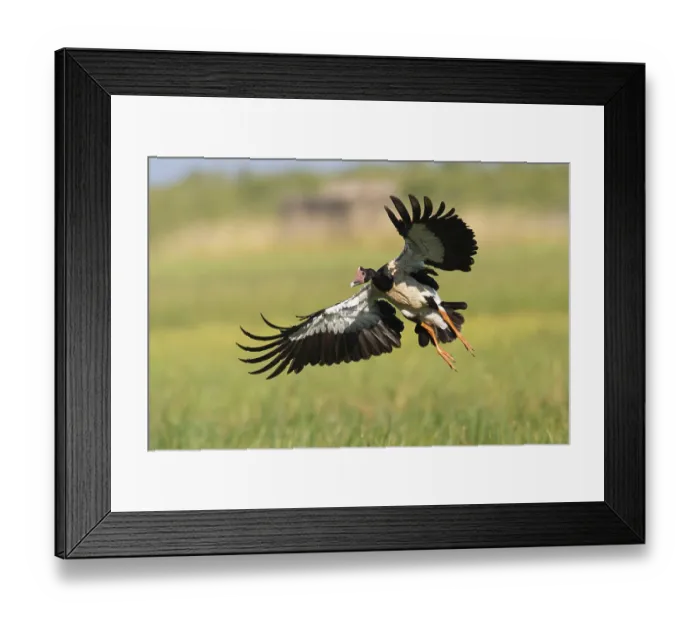Framed Print : Magpie Goose (Anseranas semipalmata) landing Framed Print : Magpie Goose (Anseranas semipalmata) landing