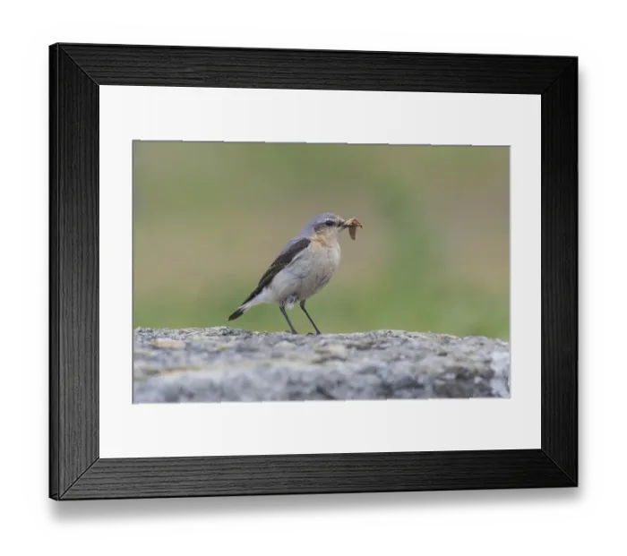 Framed Print : Steinschmaetzer (Oenanthe oenanthe) Northern Wheatear Framed Print : Steinschmaetzer (Oenanthe oenanthe) Northern Wheatear