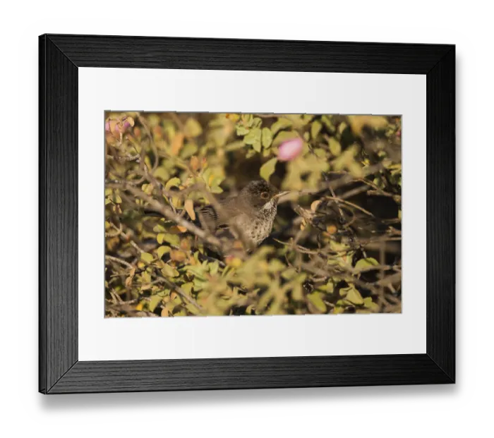 Framed Print : Cyprus Warbler (Sylvia melanothorax) female