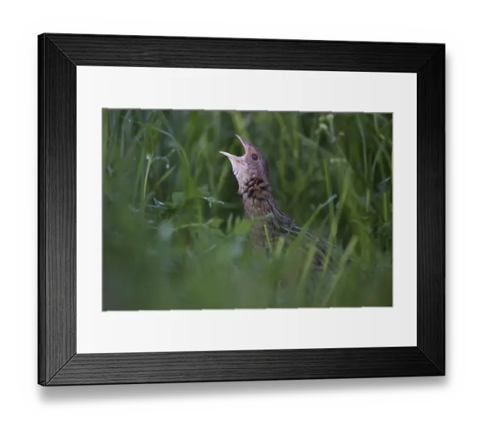 Framed Print : Corn Crake (Crex crex) male calling