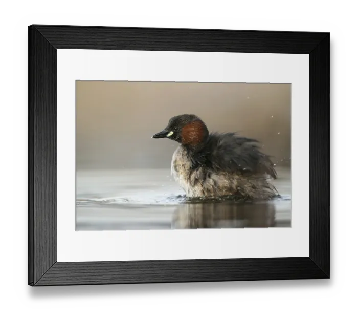 Framed Print : Little Grebe (Tachybaptus ruficollis)