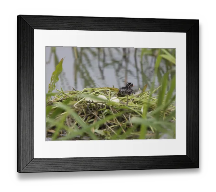 Framed Print : Eared Grebe in Saskatchewan Canada Pond with eggs
