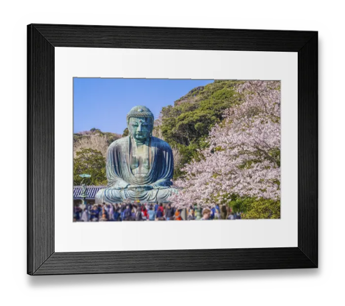 Framed Print : Sakura of the Great Buddha of Kamakura and full bloom