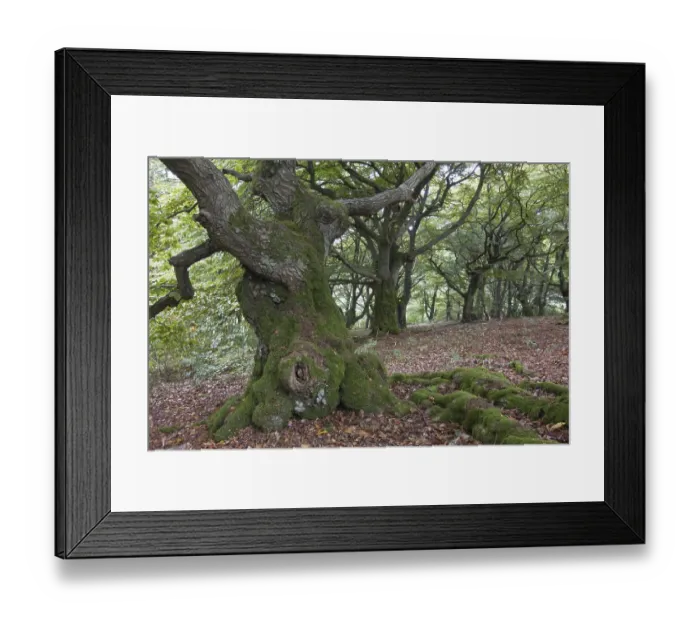 Framed Print : Old beeches (Fagus) Framed Print : Old beeches (Fagus)