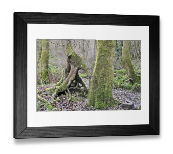 Framed Print : Moss covered beech tree trunks with twisted roots in a misty winter forest Framed Print : Moss covered beech tree trunks with twisted roots in a misty winter forest