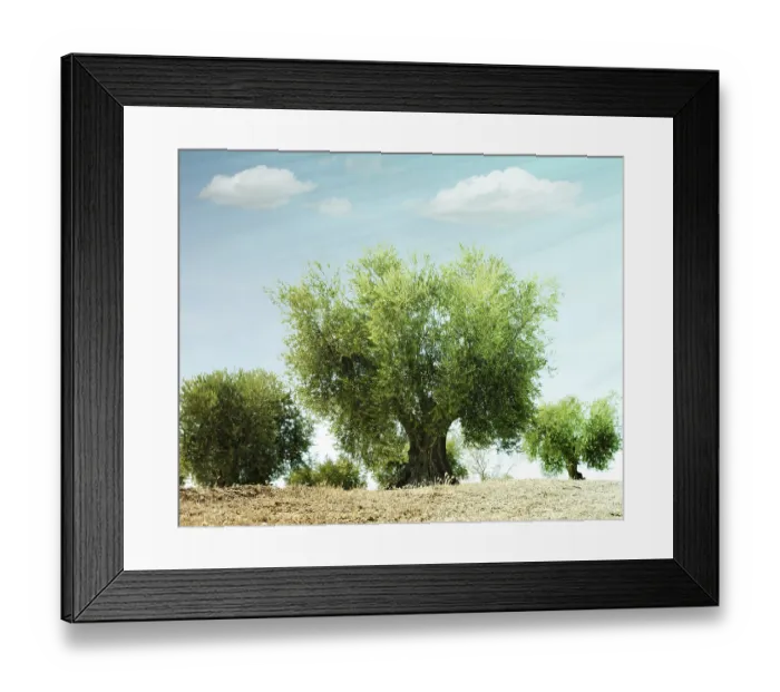Framed Print : Olive trees in a row. Plantation and cloudy sky