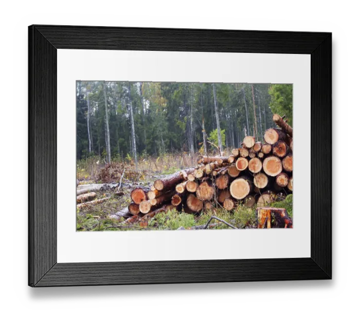 Framed Print : Stacks of logs of pine (woodpile) Framed Print : Stacks of logs of pine (woodpile)