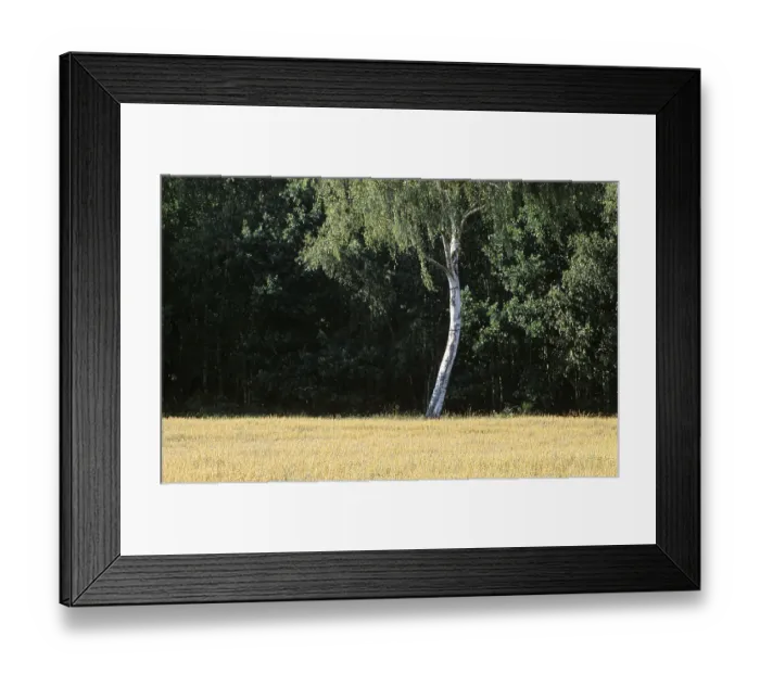 Framed Print : Single birch at a field of grain, Nothern Germany Framed Print : Single birch at a field of grain, Nothern Germany