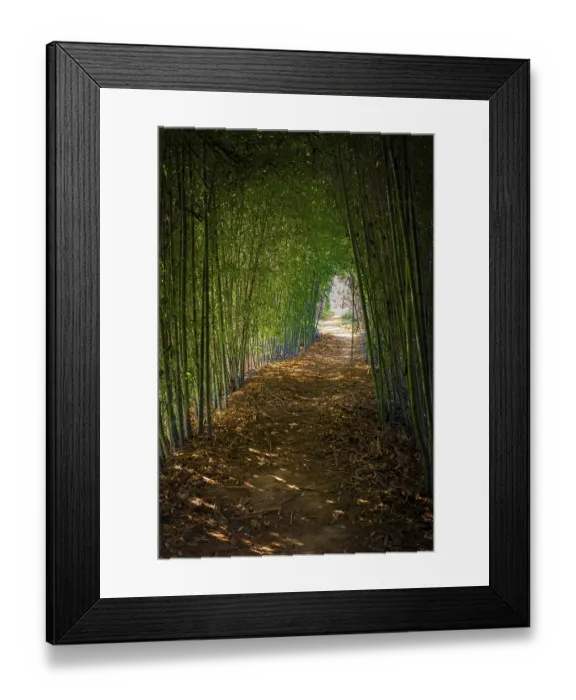 Framed Print : Path in a forest of cane trees